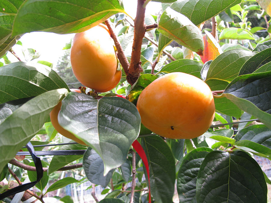 福岡県農林業総合試験場で10年もの歳月をかけて開発された「秋王」。甘柿で種がないのは世界初とされる。「種がないと形の整ったままムダなく調理できるのでレストラン向きですね」(本多シェフ)。
